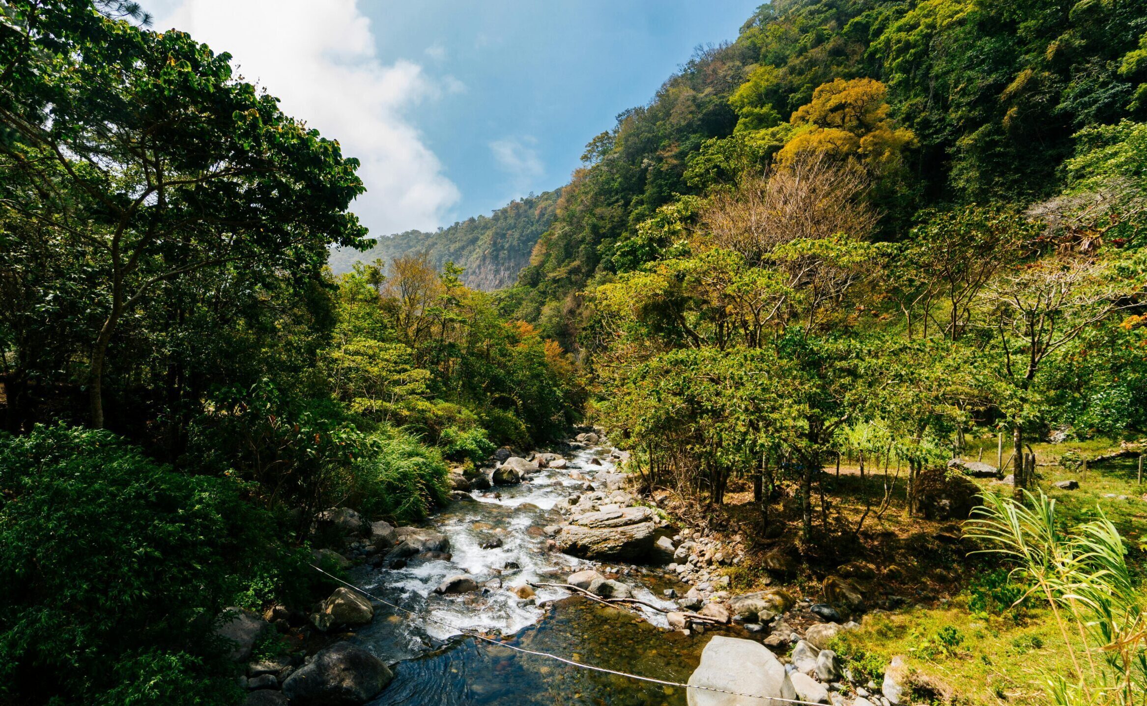 A tranquil stream flows through the vibrant rainforest of Boquete, Panama, under a clear blue sky.